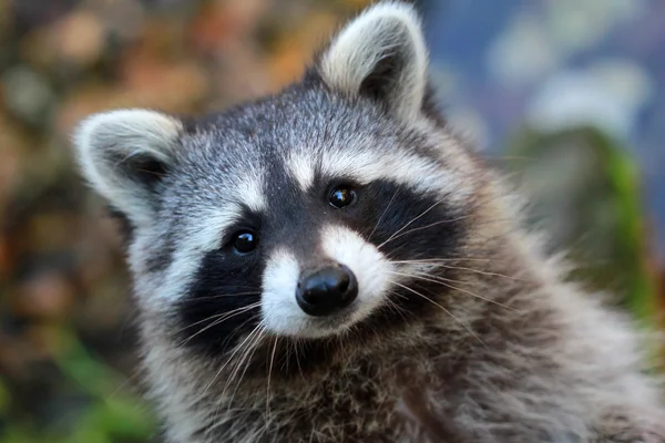 Raccoon — Stock Photo, Image