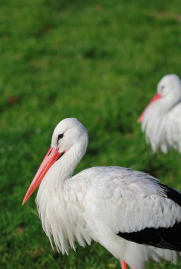 otların arasında yürüyüş leylek grubu