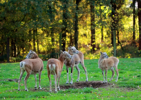 Őz csoport állt az erdő — Stock Fotó