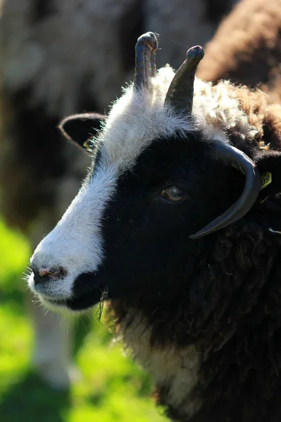 黒い羊のクローズ アップ — ストック写真