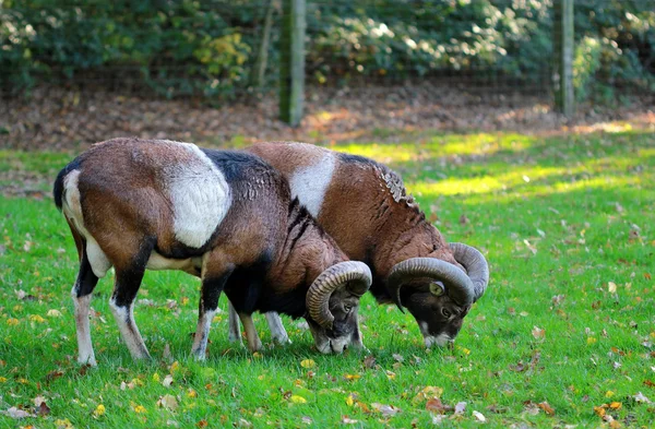 Zwei Böcke fressen Gras auf dem Feld — Stockfoto