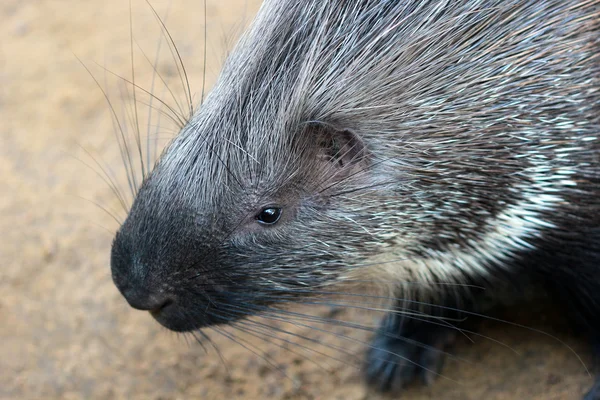 Porcupine närbild — Stockfoto