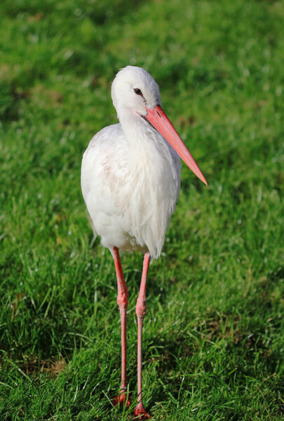 Stork standing in the grass