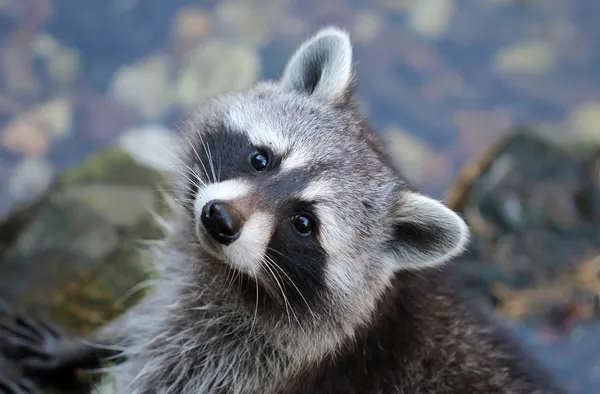 Lindo mapache gris Imágenes de stock libres de derechos