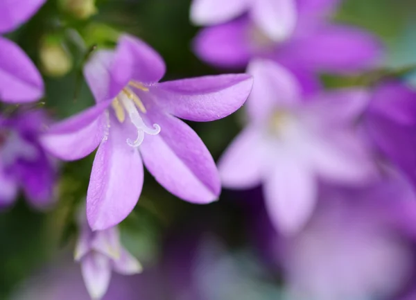 Flor Campanella fechar — Fotografia de Stock