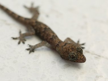 çok küçük gecko makro çekim
