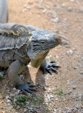Komodo dragon kum güneş altında oturan