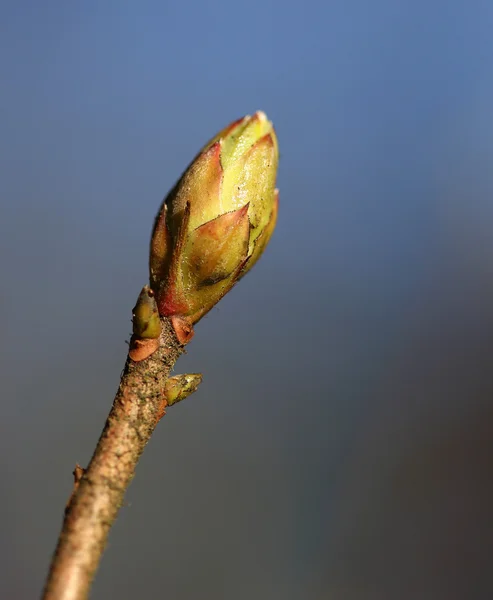 Зарождающиеся листья на ветке дерева весной — стоковое фото