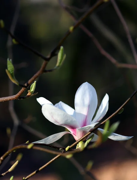 White magnolia flower under spring sunshine — Stock Photo, Image