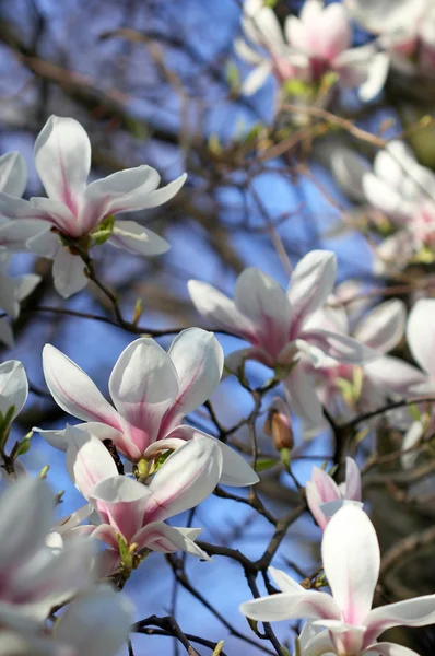 Weiße Magnolienblüten unter Frühlingssonne — Stockfoto