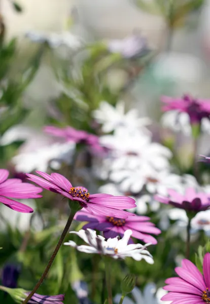 Dimorphotheca white and violet flowers under bright sunshine — Stock Photo, Image