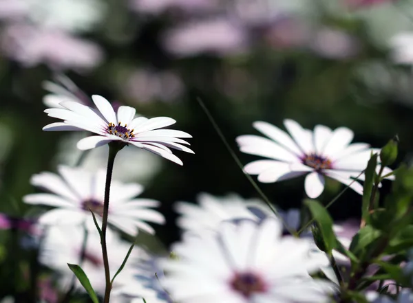 Dimorphotheca white flowers under bright sunshine — Stock Photo, Image