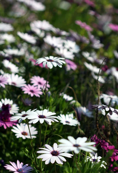 Many dimorphotheca flowers growing under the sunshine — Stock Photo, Image