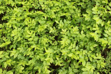 Yabanmersini arka plan