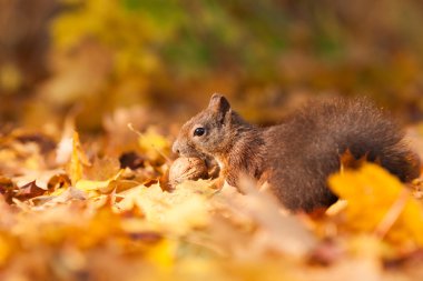 kahverengi sincap fındık ile