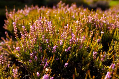 Heather