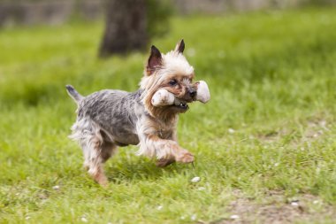 Yorkshire arkadaşları