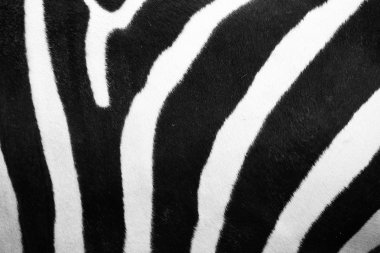 zebra deseni