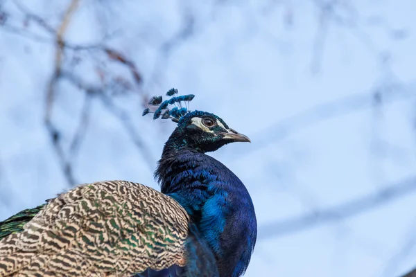 Blue Peacock — Stock Photo, Image