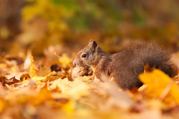 kahverengi sincap fındık ile