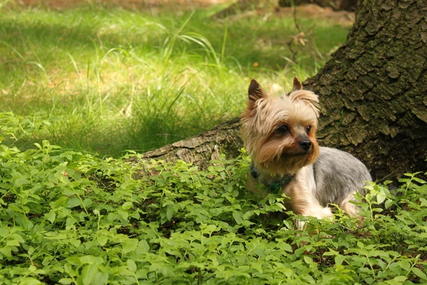 Yorkshire — Stockfoto