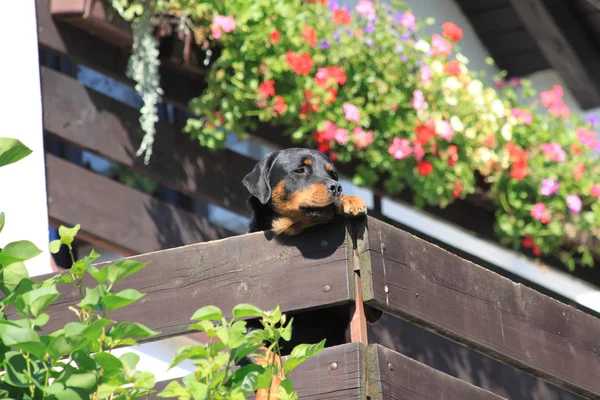Pes na balkoně — Stock fotografie