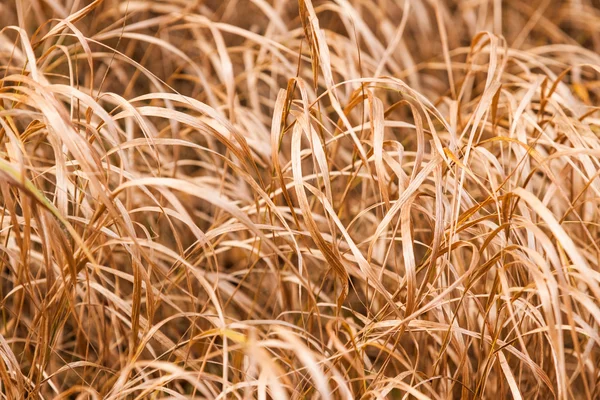 Dry grass — Stock Photo, Image