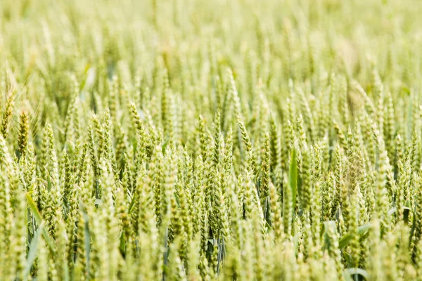 Grain background — Stock Photo, Image