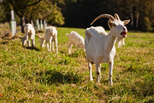 Greedy goats — Stock Photo, Image