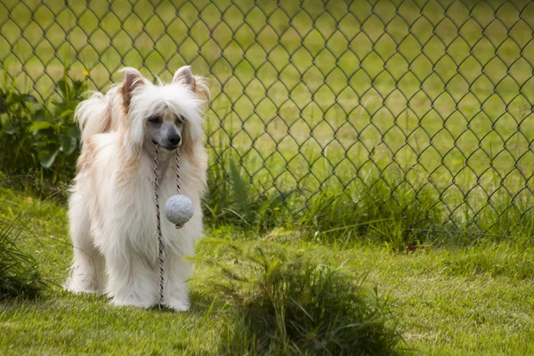 中国冠毛犬拉里的狗 — 图库照片