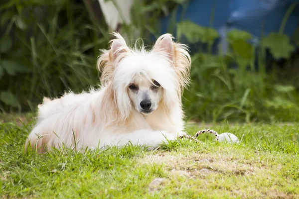 Chinese crested dog Lary — Stock Photo, Image