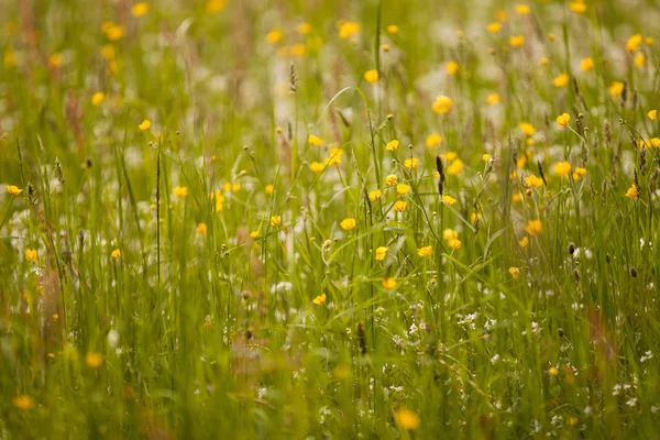 Pradera — Foto de Stock