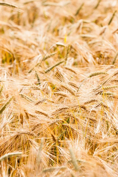 Ripe yellow ears of wheat — Stock Photo, Image