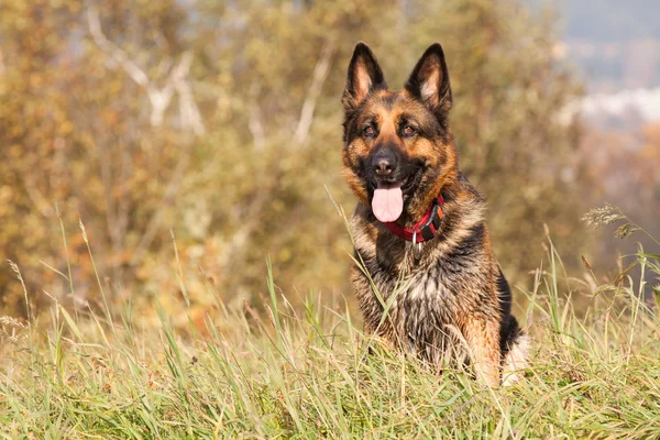 Shepherd Ambra — Stock Photo, Image