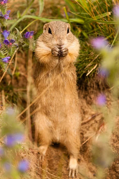 Standing Ground squirrel — Stock Photo, Image