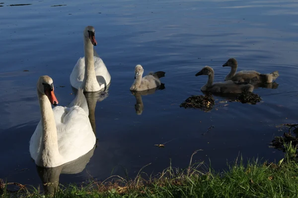 Swan familie — Stockfoto