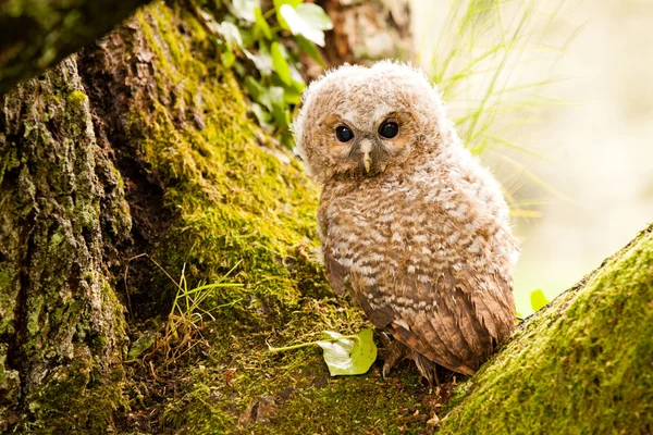 Tawny Owl — Stock Photo, Image