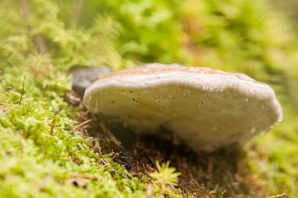Tree mushroom — Stock Photo, Image