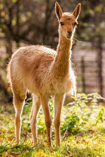 Vicuna — Stockfoto