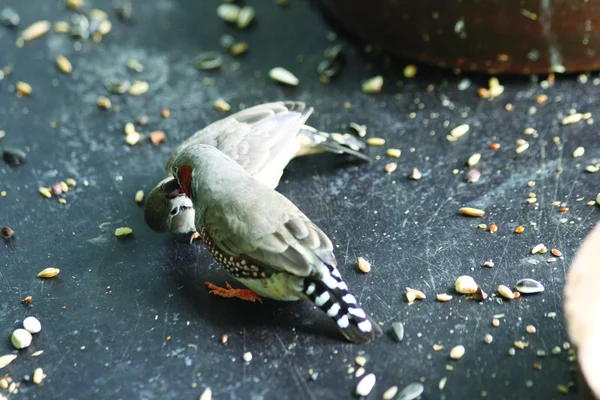 斑马雀 — 图库照片