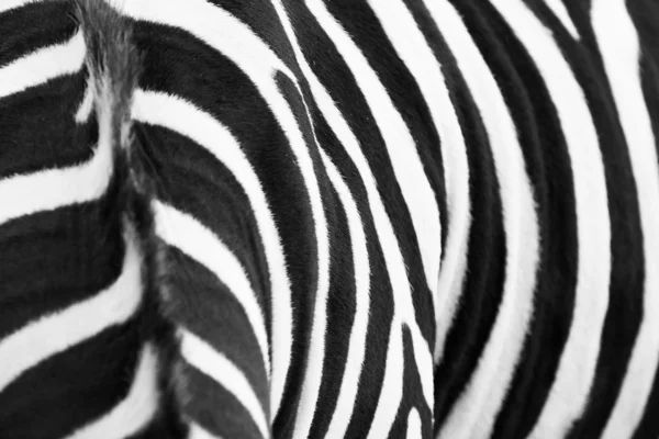 Zebra mönster — Stockfoto