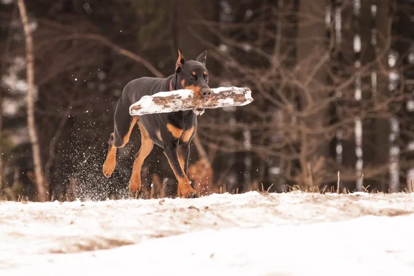 Dobermann sony — Stockfoto