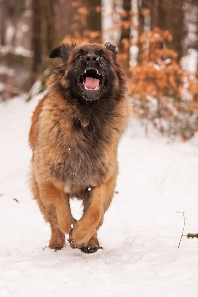 Leonberger Ajax — Fotografie, imagine de stoc