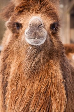 Camel portrait clipart