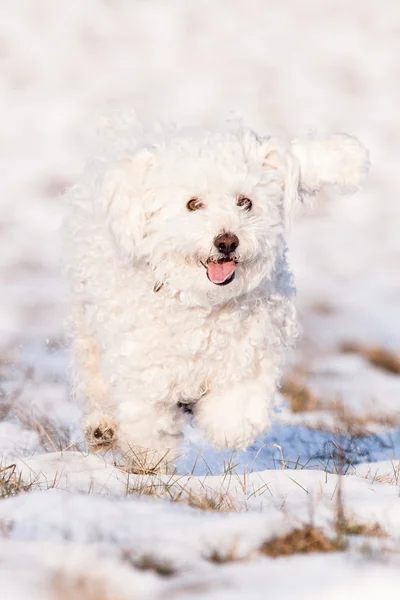 Puli en nieve — Stock fotografie