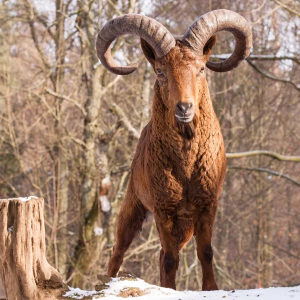 capricon üstünde kar