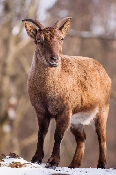 Pieni Capricon lumessa — kuvapankkivalokuva