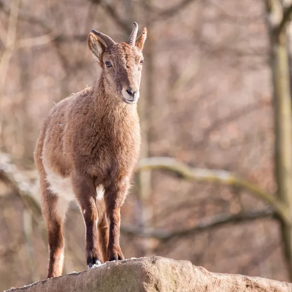 Kleines Kaprizion auf Fels — Stockfoto