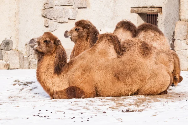 Ruhende Kamele — Stockfoto