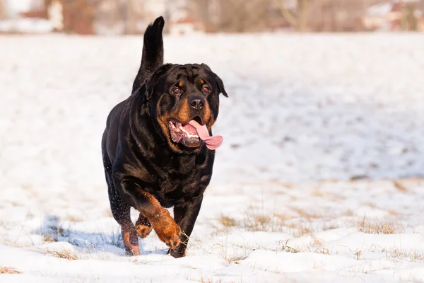 Rottweiler in snow — Stock Photo, Image